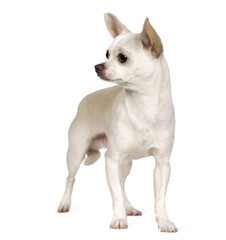 Obraz premium Chihuahua (9 months)