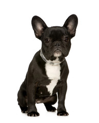French Bulldog (6 months)