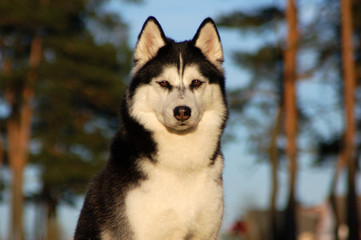 Obraz premium husky