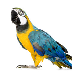 Young Blue-and-yellow Macaw - Ara ararauna (8 months) - obrazy, fototapety, plakaty