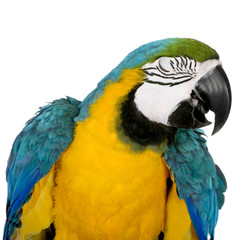 Young Blue-and-yellow Macaw - Ara ararauna (8 months)