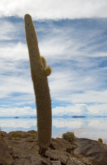 Cardon cactus at Isla de Pescado, bolivia