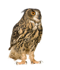 Eurasian Eagle Owl - Bubo bubo (22 months)