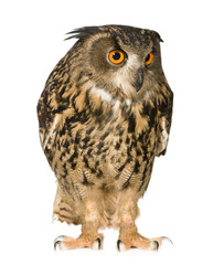 Eurasian Eagle Owl - Bubo bubo (22 months)