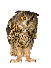 Eurasian Eagle Owl - Bubo bubo (22 months)