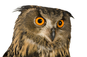 Eurasian Eagle Owl - Bubo bubo (22 months)