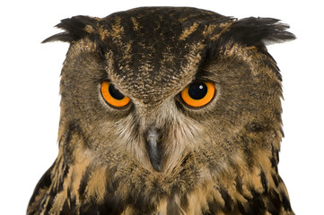 Eurasian Eagle Owl - Bubo bubo (22 months)