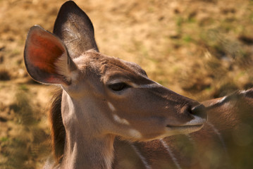 Greater Kudu