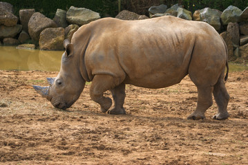 Naklejka premium White Rhinoceros