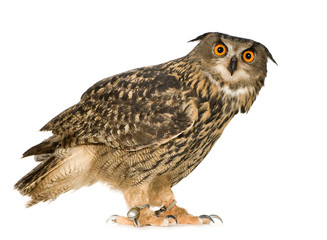 Eurasian Eagle Owl - Bubo bubo (22 months)
