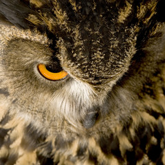 Eurasian Eagle Owl - Bubo bubo (22 months)