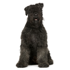 Bouvier des Flandres (2 years)