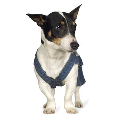 Jack russell (3 years)