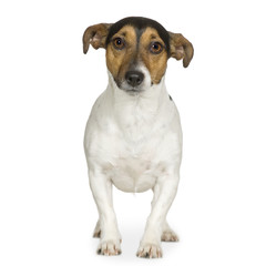 Jack russell (3 years)