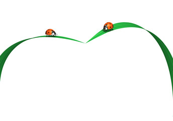 Marienkäferpaar auf Grashalm © Phoenixpix