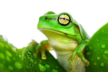Frog peeking out from the leaves