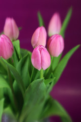 Pink Tulips with Purple Background