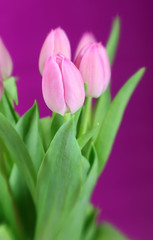 Pink Tulips