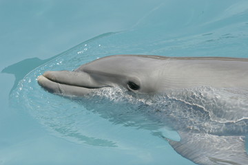 Fototapeta premium FISH ABOVE WATER