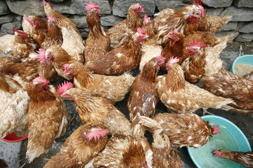 group of chicken feeding off the ground