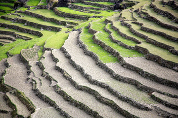 rice paddy fields in the himalayan hills