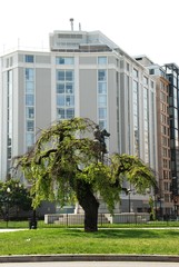 The tree is the patriarch.