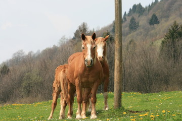 horses