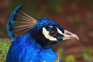 Indian Peafowl