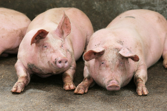 cochons