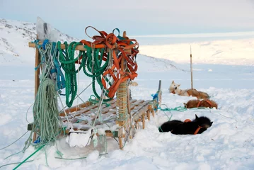 Zelfklevend Fotobehang Dog sledge © Anouk Stricher