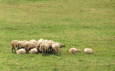 flock of sheep