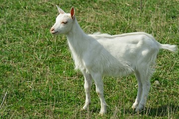 Young goat on morning grazing