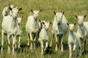 Goats and yeanling on grazing