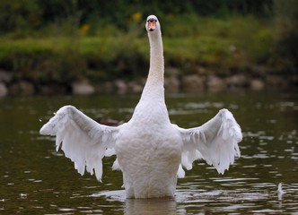 schwan