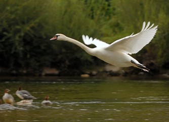 schwan im Flug