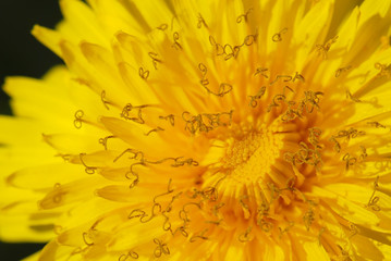 Macro close-up of a dandelion