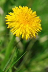 Yellow dandelion in close-up