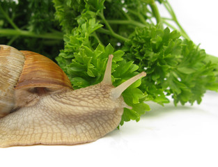 Snail is eating parsley leaves 