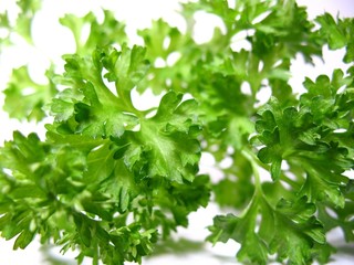 Fototapeta na wymiar Detail parsley leaves
