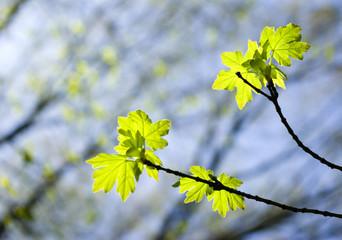 First spring leaves