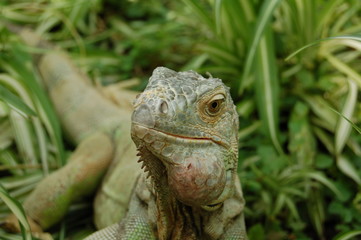 reptile camouflage