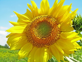 Fototapeta premium Sun plant