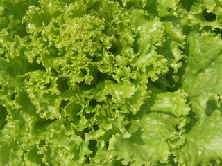 salade verte