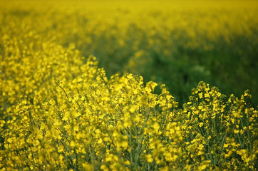 Rape Flowers