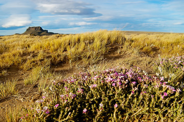 flowering plants in patagonia desert