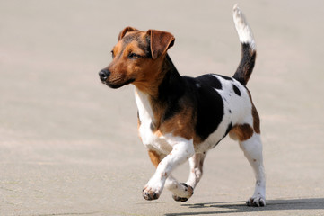 Jack Russel Terrier