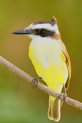 Great Kiskedee (Pitangus sulphuratus)