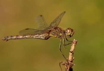 Libelle 2