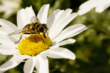 flor y abeja6
