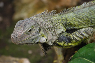 lezard